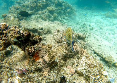 ??? fish in the Great Barrier Reef