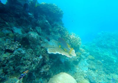 Oblique-banded Sweetlips in the Great Barrier Reef