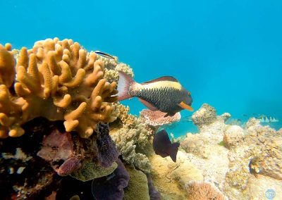 ??? fish in the Great Barrier Reef