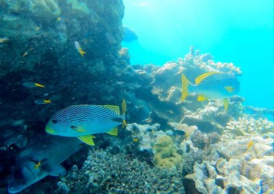 Oblique-banded Sweetlips in the Great Barrier Reef