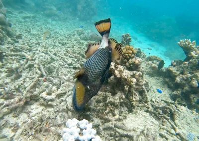 Titan Triggerfish in the Great Barrier Reef