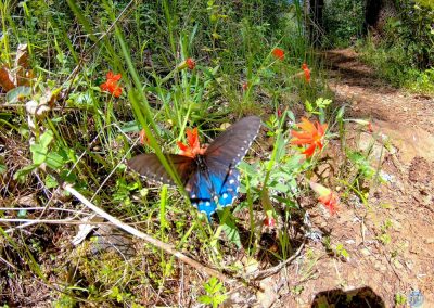 California Pipevine Swallowtail near Cool, CA
