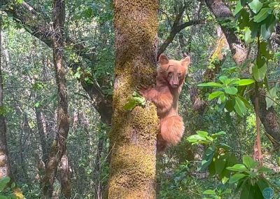 California Black Bear (Cinnamon Cub) near Auburn, CA