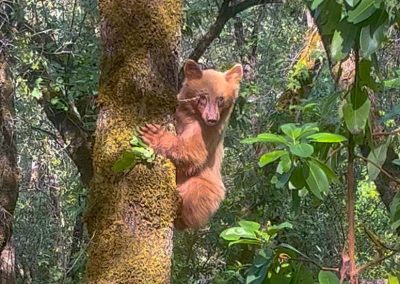 California Black Bear (Cinnamon Cub) near Auburn, CA